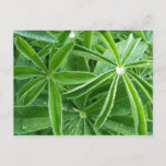 Lupin Leaves Botanical Photography Postcard