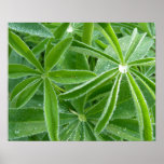 Lupin Leaves Botanical Photography Poster