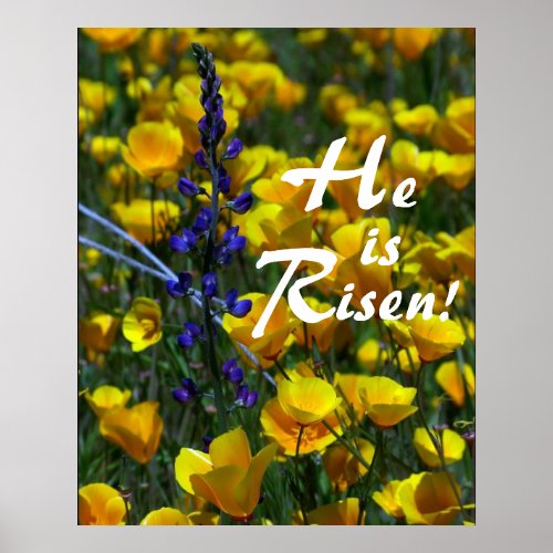 Lupin  Poppies He is Risen Print