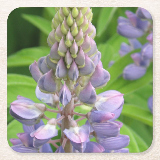 lupine-3 square paper coaster (Front)