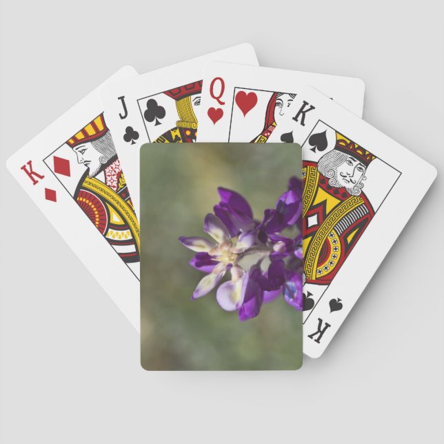 Lupine Close-up Poker Cards (Back)