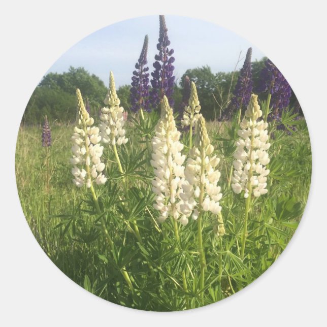 Lupine field classic round sticker (Front)