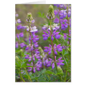 Lupine flower blank card (Front)