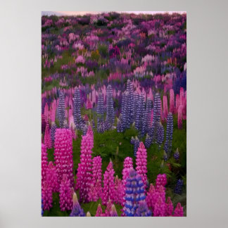 Lupine Flower Field Nature Aesthetic Print