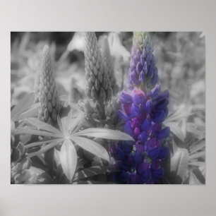 Lupine Flower Trio Partial Color Poster
