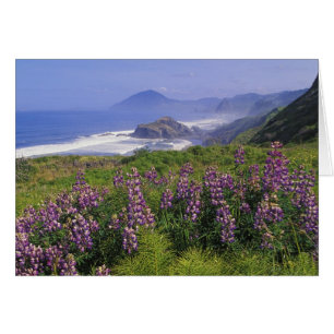 Lupine flowers and rugged coastline along
