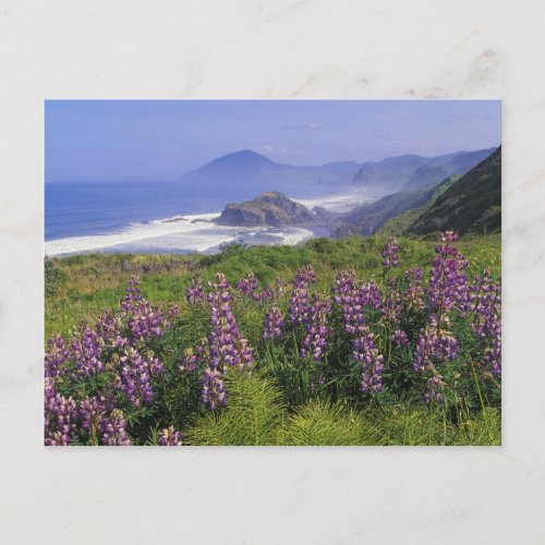 Lupine flowers and rugged coastline along postcard