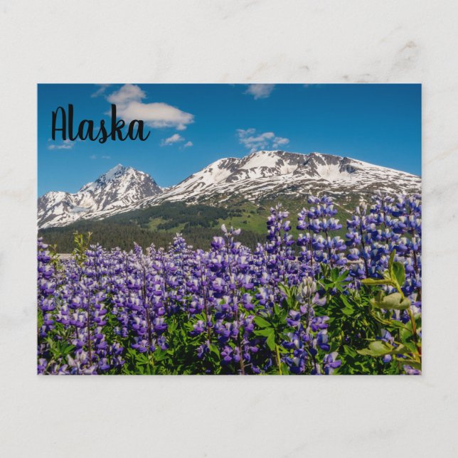 Lupine in Bloom Alaskan Postcard (Front)