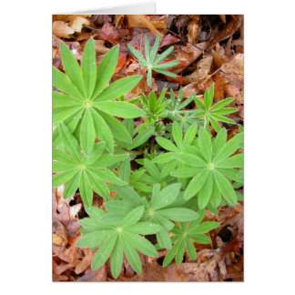 Lupine leaves in spring cards