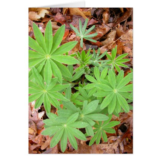 Lupine leaves in spring cards (Front)
