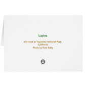 Lupine near Yosemite National Park (Back Horizontal)