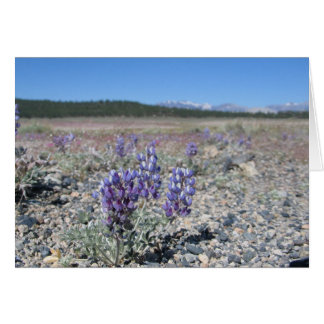 Lupine near Yosemite National Park Cards