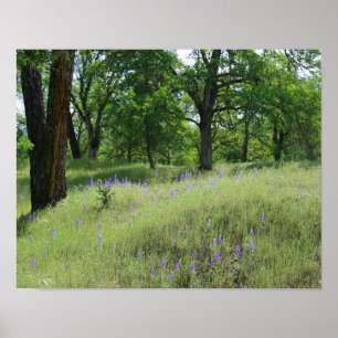 Lupine, Oak Tree Landscape Poster