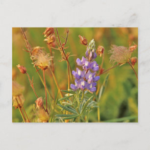 Lupine & Prairie Smoke wildflowers in Montana 2 Postcard