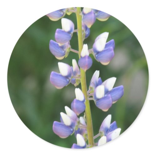 Lupine Sticker