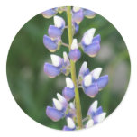 Lupine Sticker
