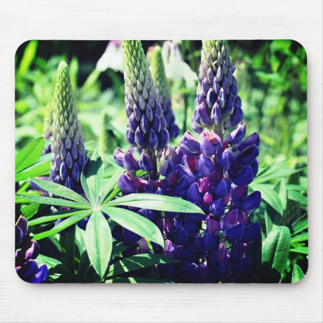Lupine Trio Flower  Mouse Pad (Front)