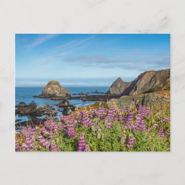 Lupine Wildflowers Cover The Hills Postcard (Front)
