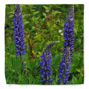 Lupines Bandana