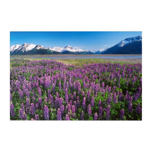 Lupines in Bloom  Kenai Mountains Alaska Acrylic Print
