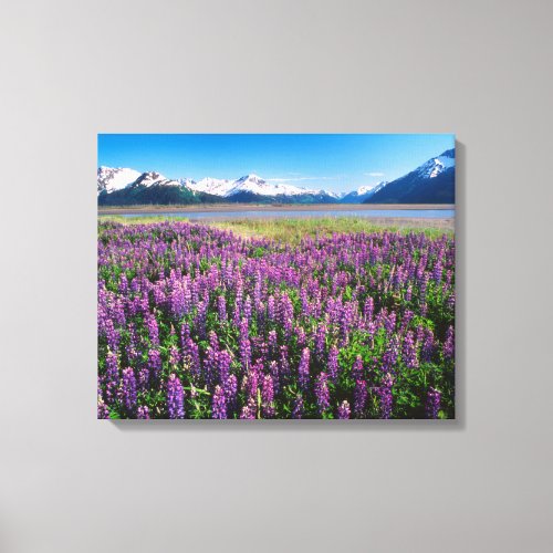 Lupines in Bloom  Kenai Mountains Alaska Canvas Print