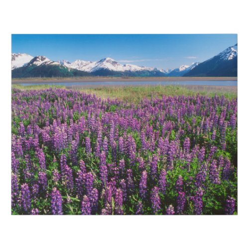 Lupines in Bloom  Kenai Mountains Alaska Faux Canvas Print