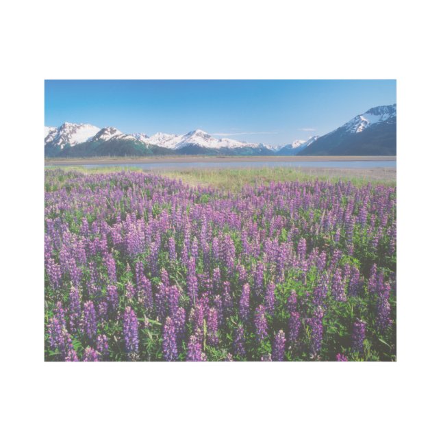Lupines in Bloom | Kenai Mountains, Alaska Gallery Wrap (Front)