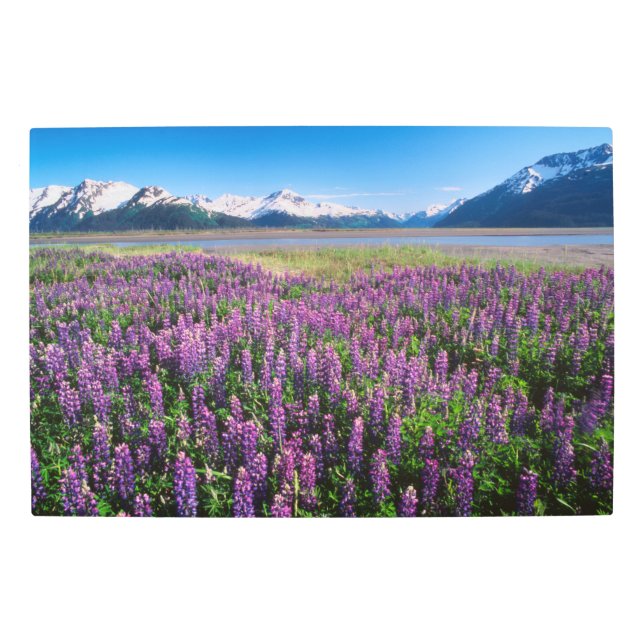 Lupines in Bloom | Kenai Mountains, Alaska Metal Print (Front)