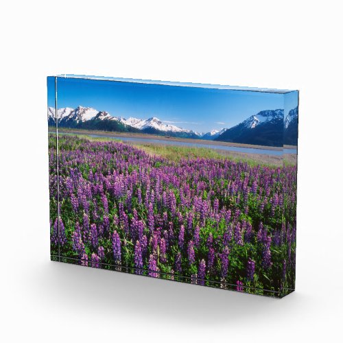 Lupines in Bloom  Kenai Mountains Alaska Photo Block