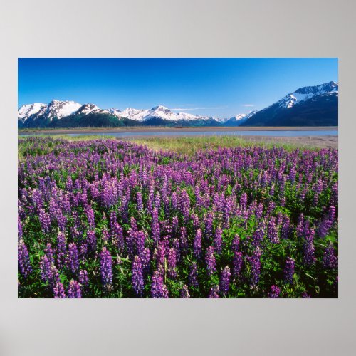 Lupines in Bloom  Kenai Mountains Alaska Poster