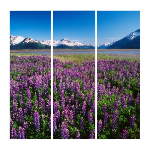 Lupines in Bloom  Kenai Mountains Alaska Triptych