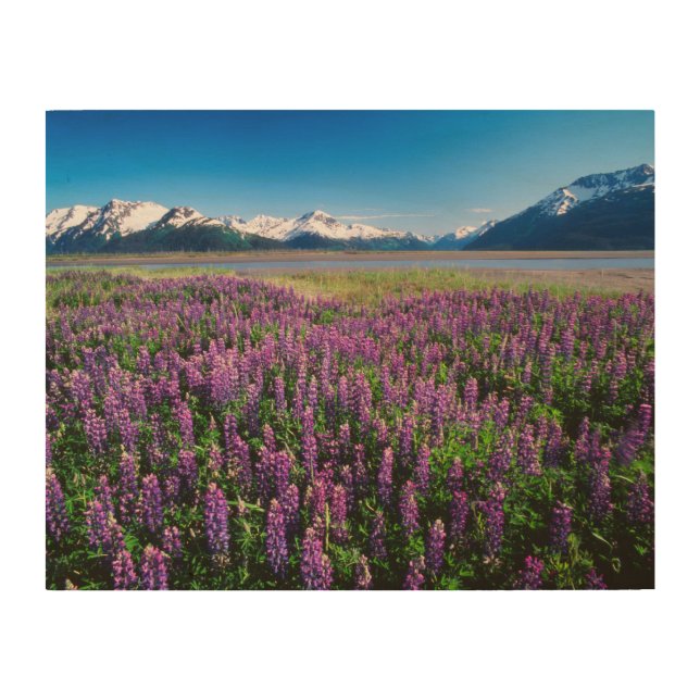 Lupines in Bloom | Kenai Mountains, Alaska Wood Wall Art (Front)