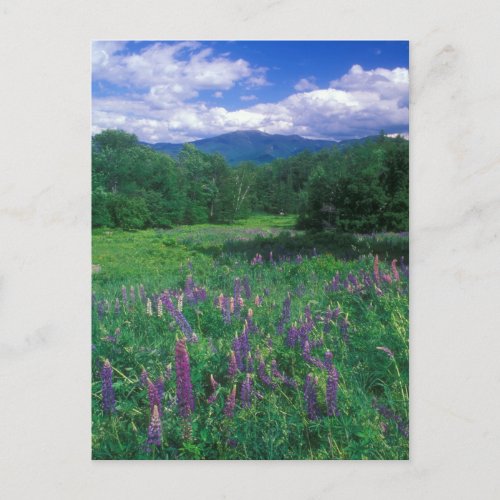 Lupines Mount Lafayette Postcard