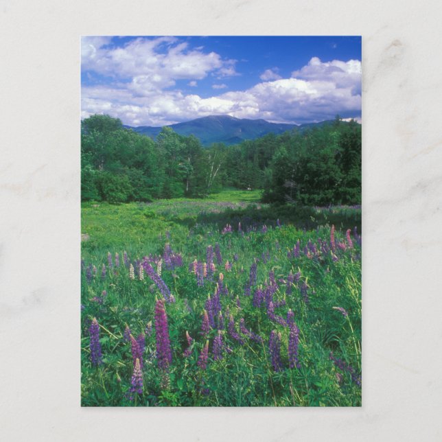 Lupines Mount Lafayette Postcard (Front)