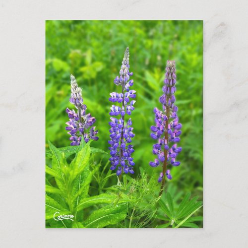 Lupines _ Postcard