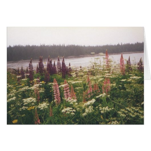 "Lupines, Vinalhaven, Maine" Cards (Front Horizontal)
