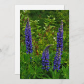 Lupins (Front/Back)