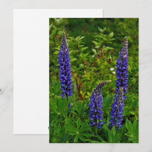 Lupins (Front/Back)