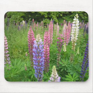 Lupins at Winkworth Arboretum, Surrey Mouse Pad
