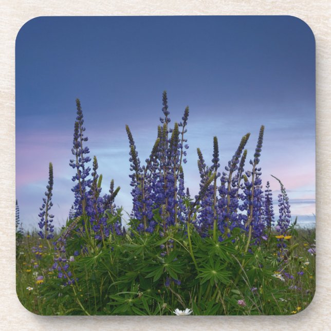 Lupins  beverage coaster (Front)