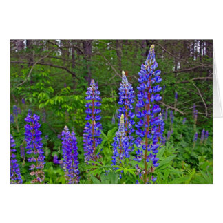 Lupins Cards