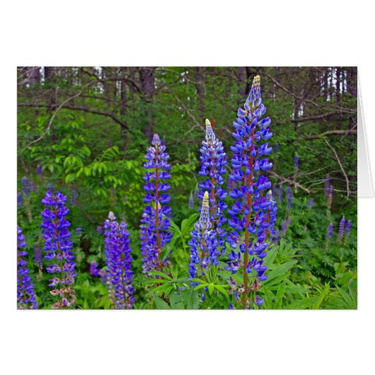 Lupins Cards (Front Horizontal)