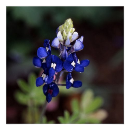 Lupinus texensis _ Texas Bluebonnet Poster