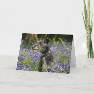 Lurcher in the Bluebells Greetings Card