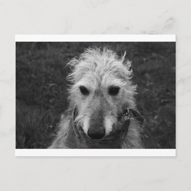 Lurcher Postcard (Front)
