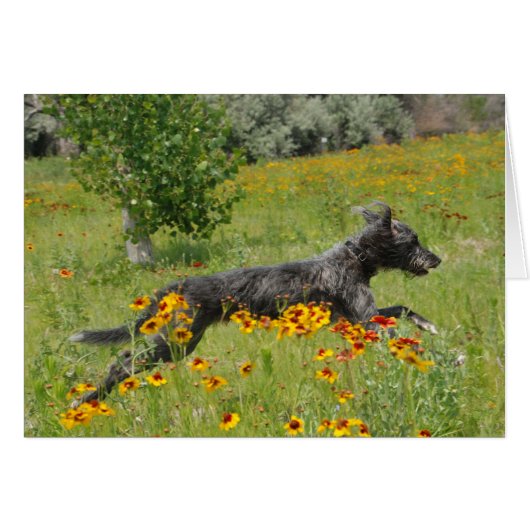 Lurcher Running Through A Flower Field - Card (Front Horizontal)
