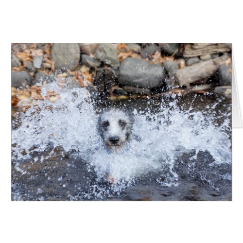 Lurcher Swimming Card