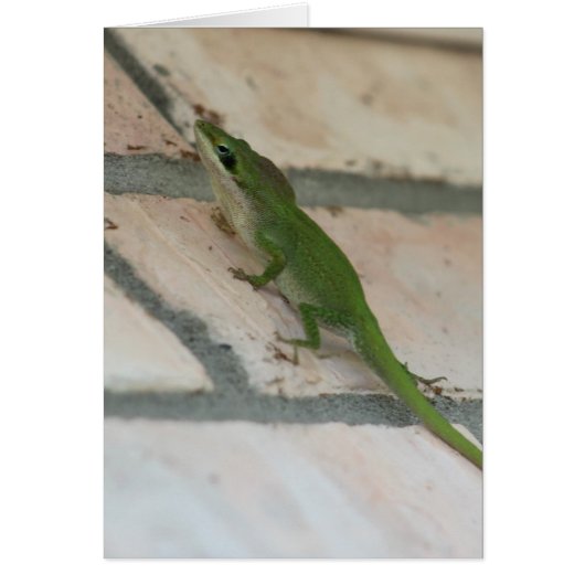 Lurking Green Lizard Cards (Front)