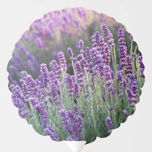 Luscious Lavender  Balloon