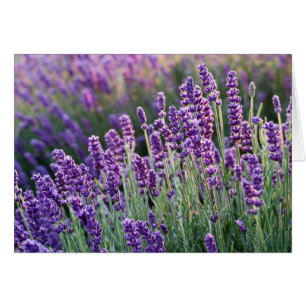 Luscious Lavender Cards